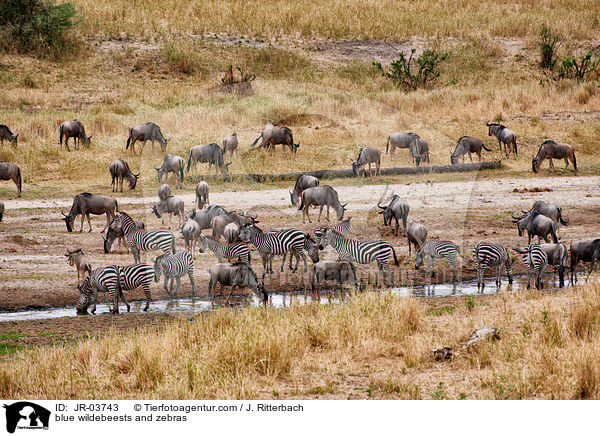 blue wildebeests and zebras / JR-03743