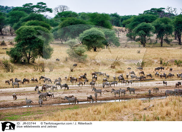 Streifengnus und Zebras / blue wildebeests and zebras / JR-03744