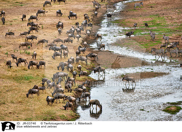 blue wildebeests and zebras / JR-03746