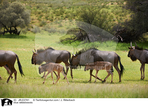blue wildebeests / JR-03781