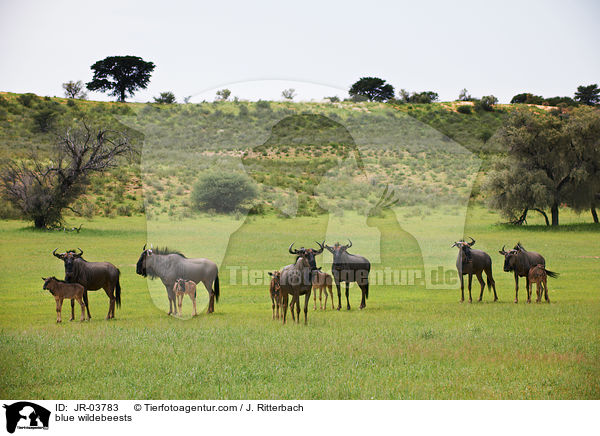 Streifengnus / blue wildebeests / JR-03783