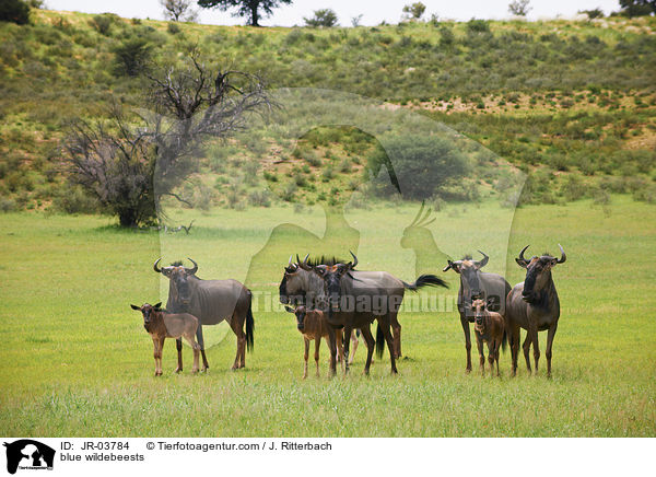 blue wildebeests / JR-03784