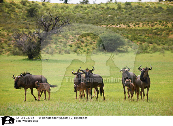 blue wildebeests / JR-03785
