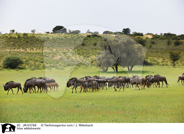 Streifengnus / blue wildebeests / JR-03788