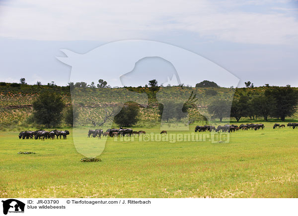 blue wildebeests / JR-03790