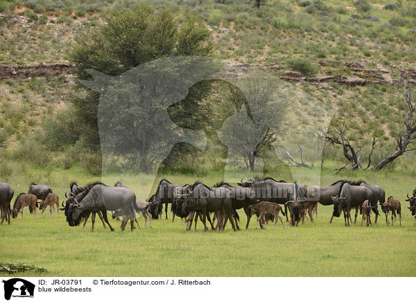 Streifengnus / blue wildebeests / JR-03791