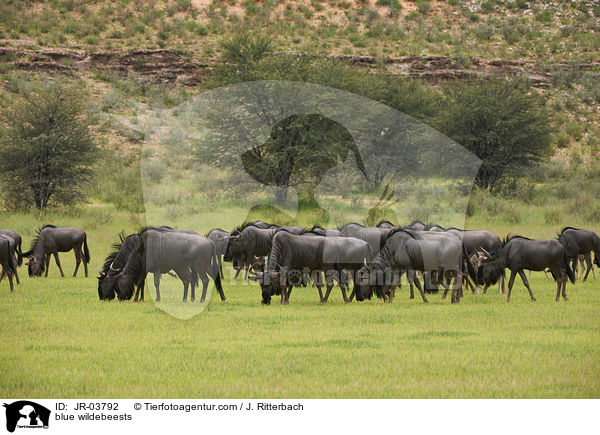 blue wildebeests / JR-03792