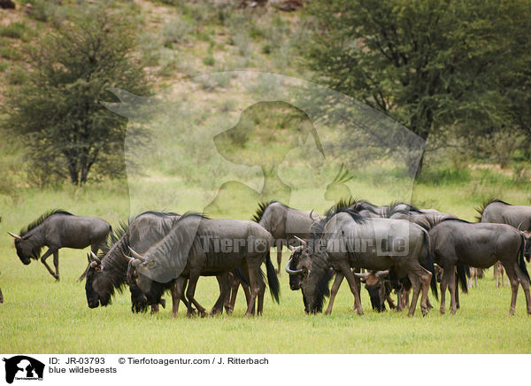 blue wildebeests / JR-03793