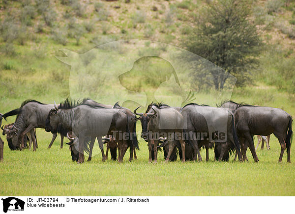 Streifengnus / blue wildebeests / JR-03794