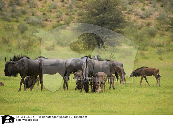 blue wildebeests / JR-03795