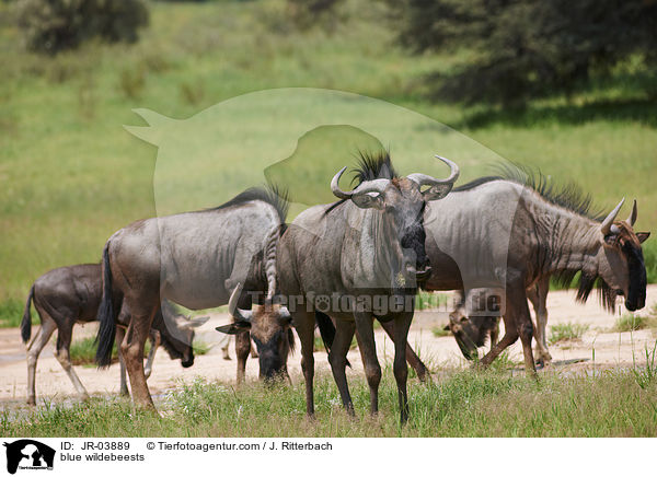 blue wildebeests / JR-03889