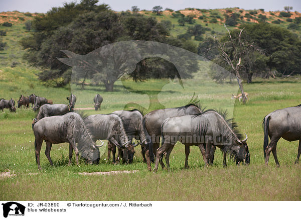 Streifengnus / blue wildebeests / JR-03890