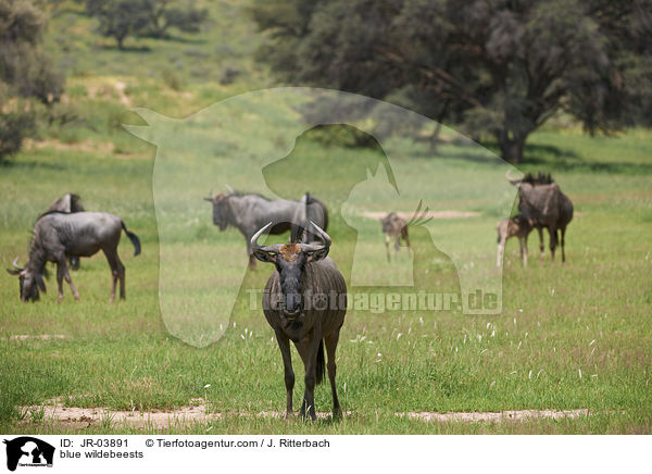 Streifengnus / blue wildebeests / JR-03891