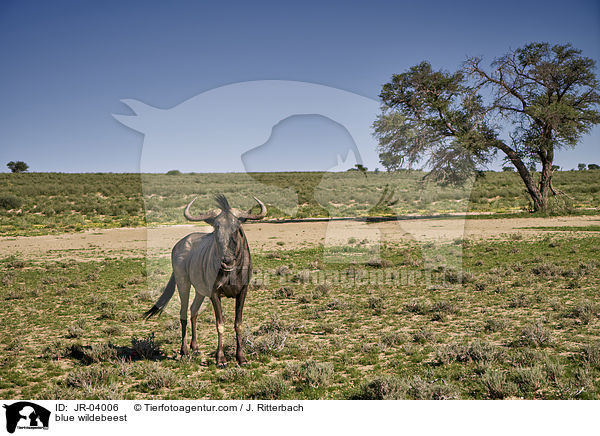 blue wildebeest / JR-04006