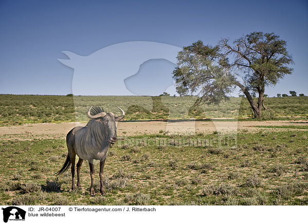 blue wildebeest / JR-04007