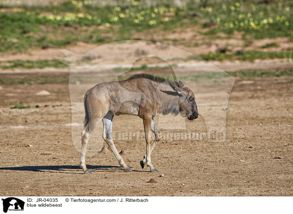 Streifengnu / blue wildebeest / JR-04035