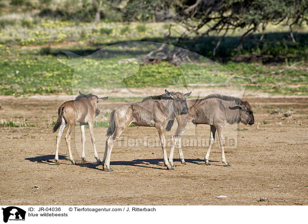 Streifengnus / blue wildebeests / JR-04036