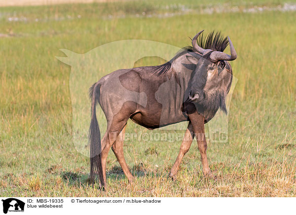 Streifengnu / blue wildebeest / MBS-19335