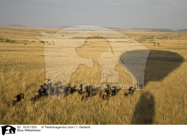 Streifengnus / Blue Wildebeest / IG-01353