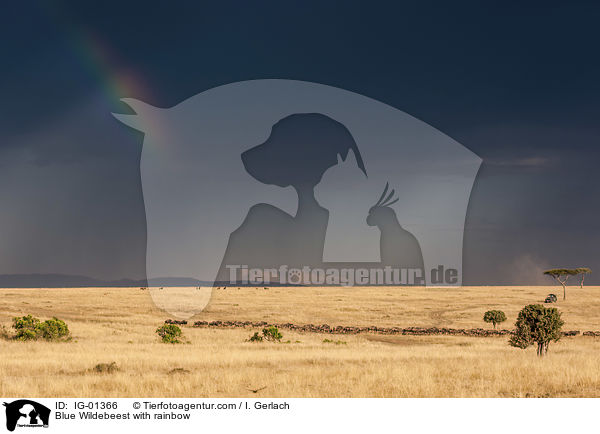 Blue Wildebeest with rainbow / IG-01366