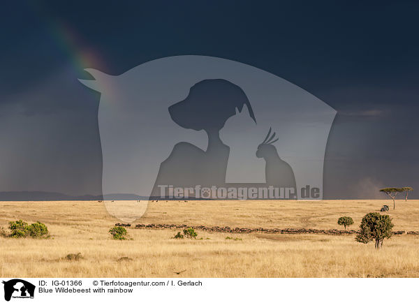 Streifengnu mit Regenbogen / Blue Wildebeest with rainbow / IG-01366