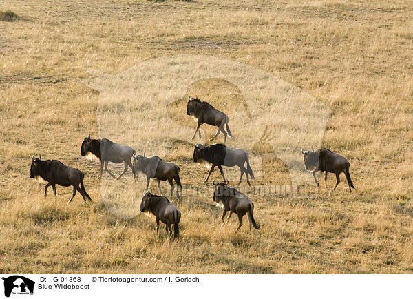 Streifengnus / Blue Wildebeest / IG-01368