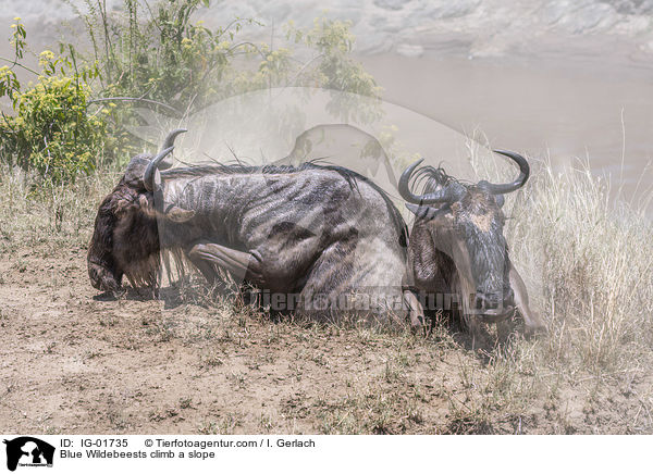 Blue Wildebeests climb a slope / IG-01735