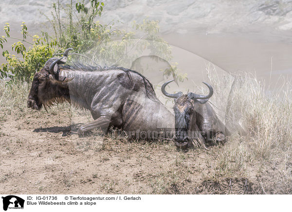 Streifengnus klettern einen Hang hoch / Blue Wildebeests climb a slope / IG-01736