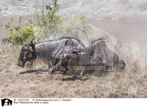 Blue Wildebeests climb a slope / IG-01738