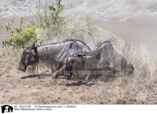 Streifengnus klettern einen Hang hoch / Blue Wildebeests climb a slope / IG-01738