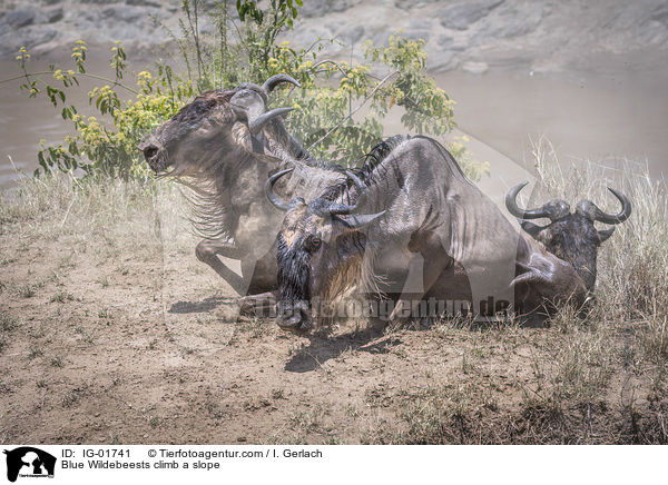 Streifengnus klettern einen Hang hoch / Blue Wildebeests climb a slope / IG-01741