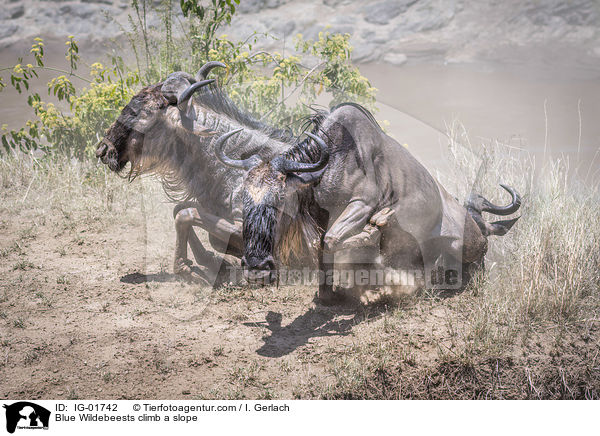 Blue Wildebeests climb a slope / IG-01742