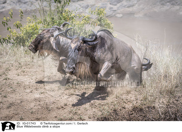 Blue Wildebeests climb a slope / IG-01743