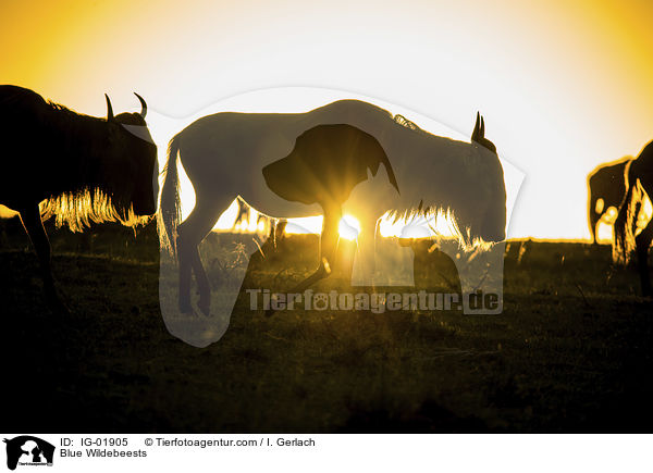 Streifengnus / Blue Wildebeests / IG-01905