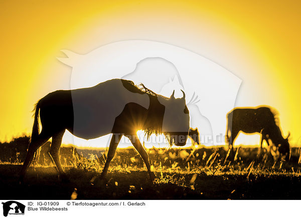 Blue Wildebeests / IG-01909