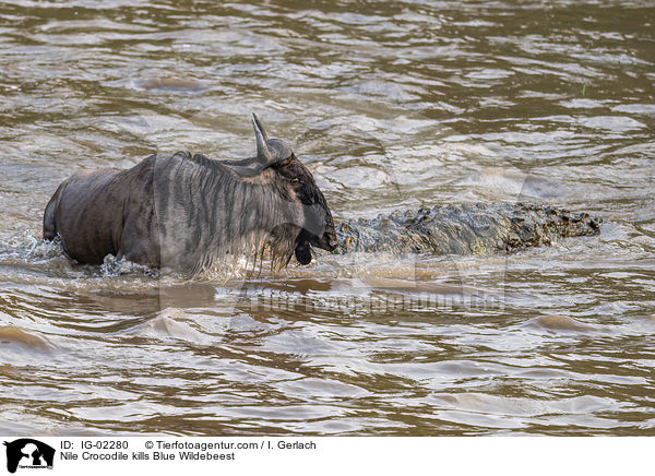 Nilkrokodil ttet Streifengnu / Nile Crocodile kills Blue Wildebeest / IG-02280