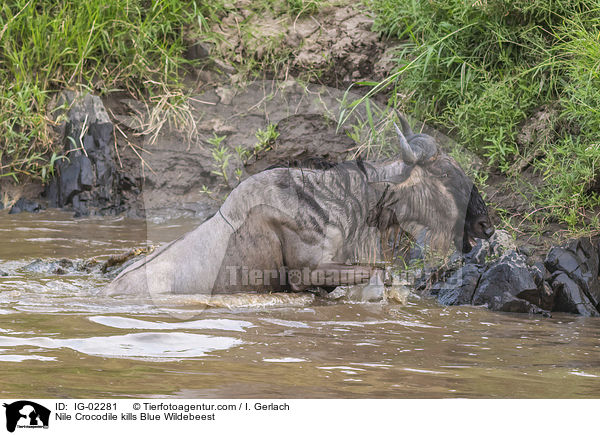 Nilkrokodil ttet Streifengnu / Nile Crocodile kills Blue Wildebeest / IG-02281