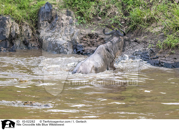 Nilkrokodil ttet Streifengnu / Nile Crocodile kills Blue Wildebeest / IG-02282