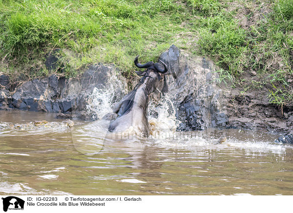 Nilkrokodil ttet Streifengnu / Nile Crocodile kills Blue Wildebeest / IG-02283