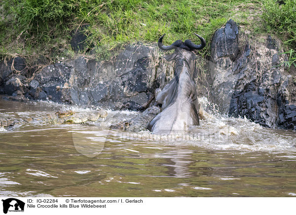 Nilkrokodil ttet Streifengnu / Nile Crocodile kills Blue Wildebeest / IG-02284