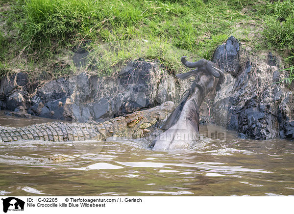 Nilkrokodil ttet Streifengnu / Nile Crocodile kills Blue Wildebeest / IG-02285