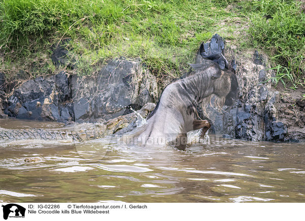 Nilkrokodil ttet Streifengnu / Nile Crocodile kills Blue Wildebeest / IG-02286