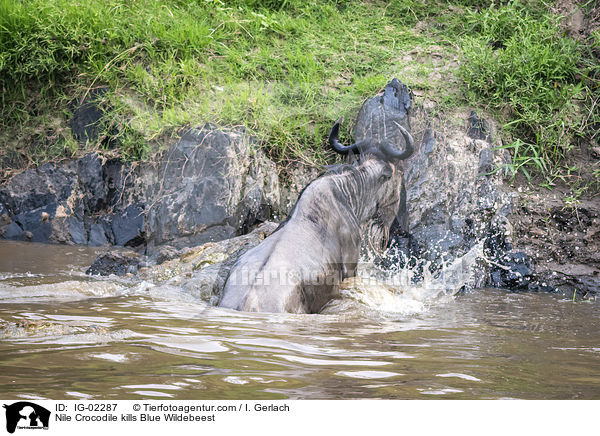 Nile Crocodile kills Blue Wildebeest / IG-02287