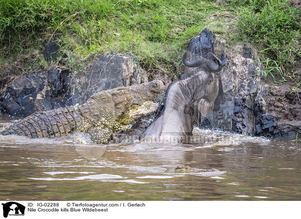 Nilkrokodil ttet Streifengnu / Nile Crocodile kills Blue Wildebeest / IG-02288