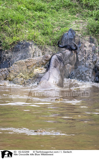 Nile Crocodile kills Blue Wildebeest / IG-02289
