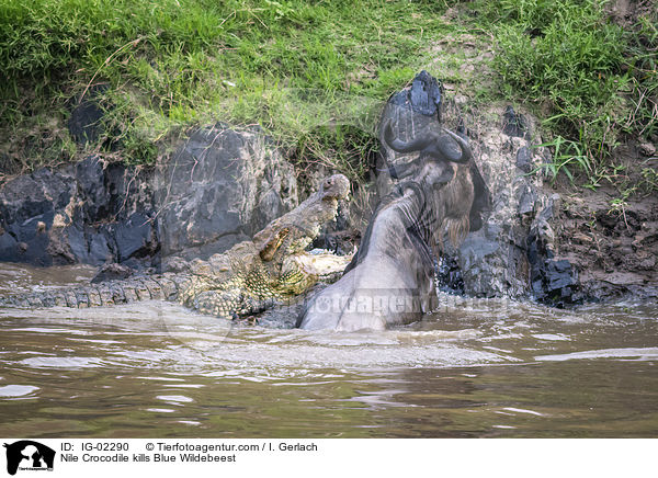 Nilkrokodil ttet Streifengnu / Nile Crocodile kills Blue Wildebeest / IG-02290
