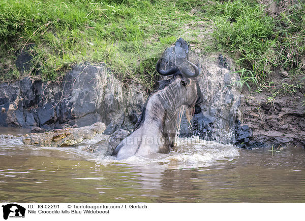 Nilkrokodil ttet Streifengnu / Nile Crocodile kills Blue Wildebeest / IG-02291