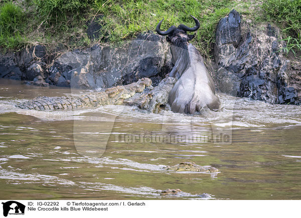 Nilkrokodil ttet Streifengnu / Nile Crocodile kills Blue Wildebeest / IG-02292