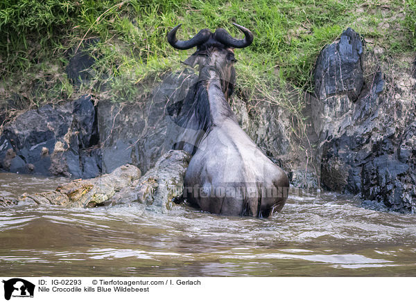 Nilkrokodil ttet Streifengnu / Nile Crocodile kills Blue Wildebeest / IG-02293