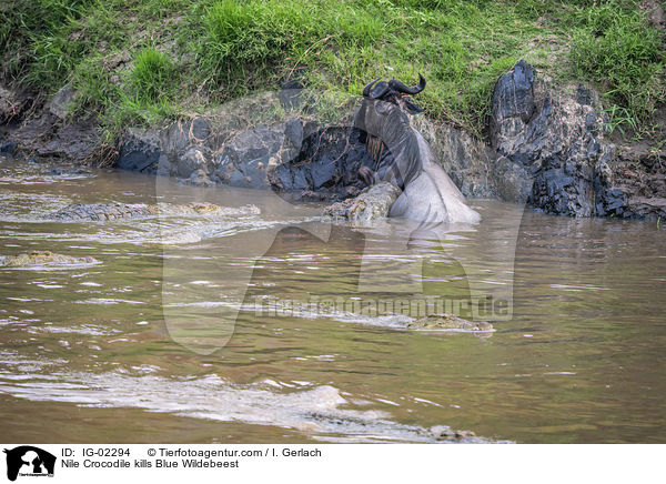 Nilkrokodil ttet Streifengnu / Nile Crocodile kills Blue Wildebeest / IG-02294